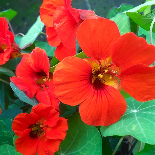 ดอกแนสเทอร์เที่ยม สีแดง - Empress of India Nasturtium (ดอกใบกินได้)
