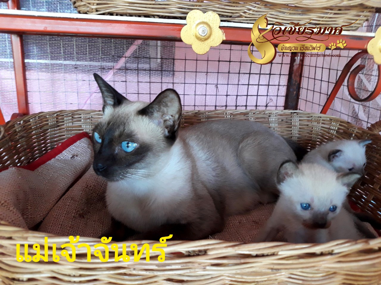 แม่พันธุ์เรือนวิฬาร์