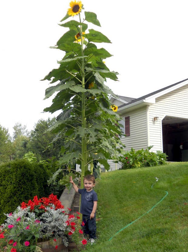 ทานตะวัน สกายสแคปเปอร์ - Skyscraper Sunflower