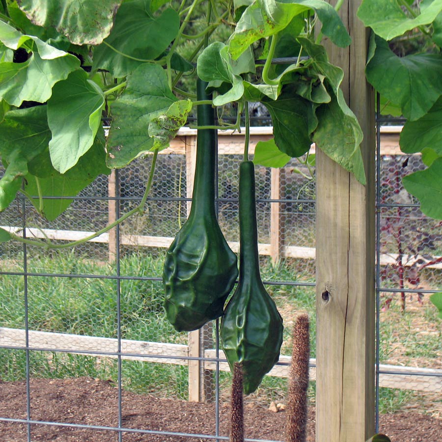 (Whole 1 Oz) เมล็ดพันธุ์ น้ำเต้าไดโนเสาร์ - Dinosaur Gourd Seed