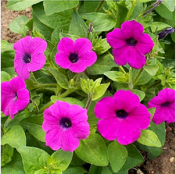 เมล็ดพันธุ์ ดอกพีทูเนีย ชานินไวลด์ Shanin Wild Petunia Flower Seed
