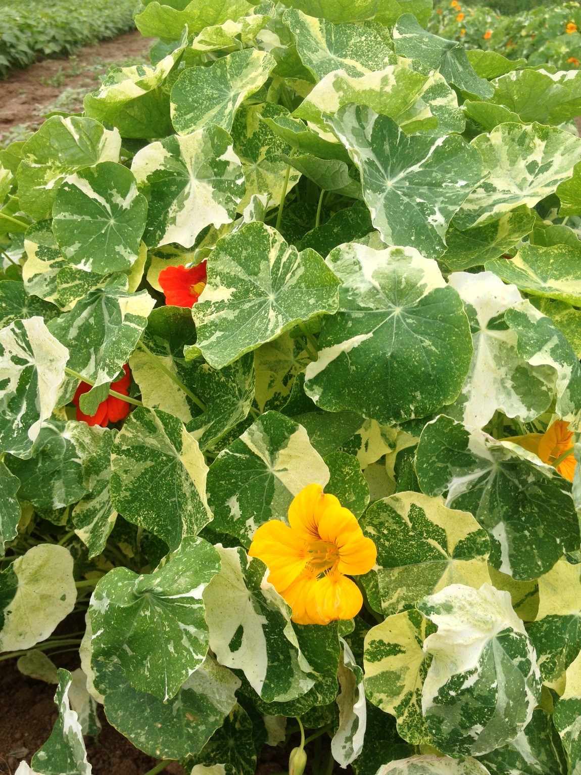ดอกแนสเทอร์เที่ยม อลาสก้า คละสี - Alaska Mix Nasturtium (ดอกใบกินได้)