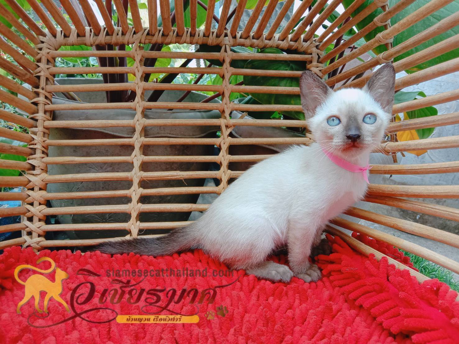 น้องเเมวรุ่น 4/2566