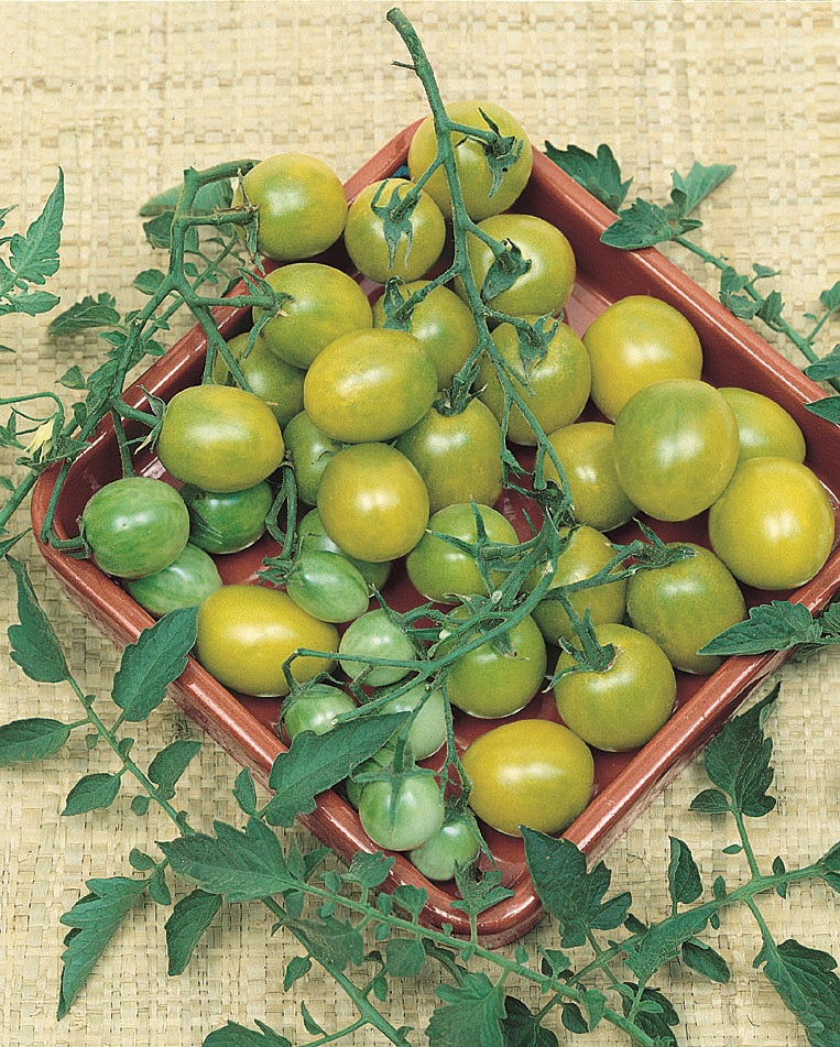 มะเขือเทศเชอรี่สีเขียว - Green Grape Cherry Tomato