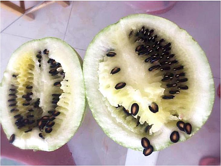 เมล็ดพันธุ์ แตงโมกินเมล็ด ต่ากวา Takwa Watermelon Seed