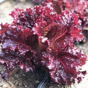 เมล็ดพันธุ์ ผักสลัด เมอร์ล็อต Merlot Lettuce Seed