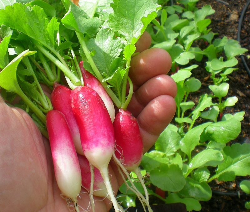 (Whole 1 Oz) เรดิชเบรคฟาสฝรั่งเศส - French Breakfast Radish