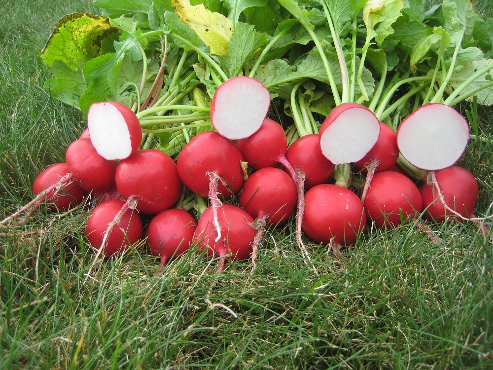 เรดิชเยอรมัน - German Giant Radish