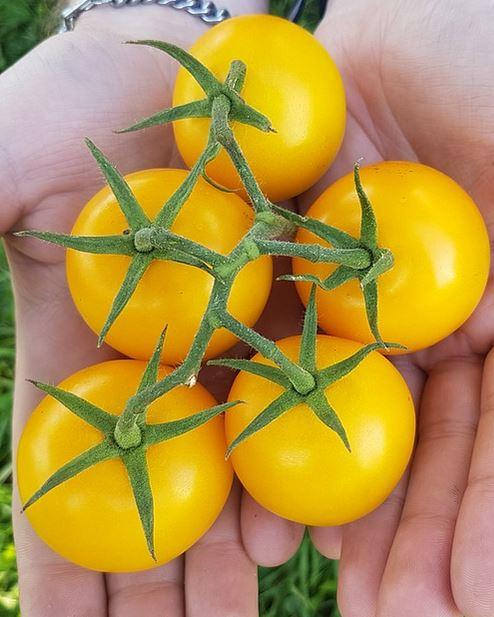 มะเขือเทศสีเหลือง - Golden Jubilee Tomato