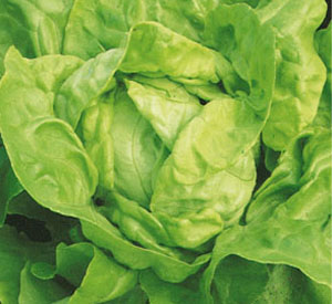 สลัด ไวท์บอสตัน - White Boston Lettuce