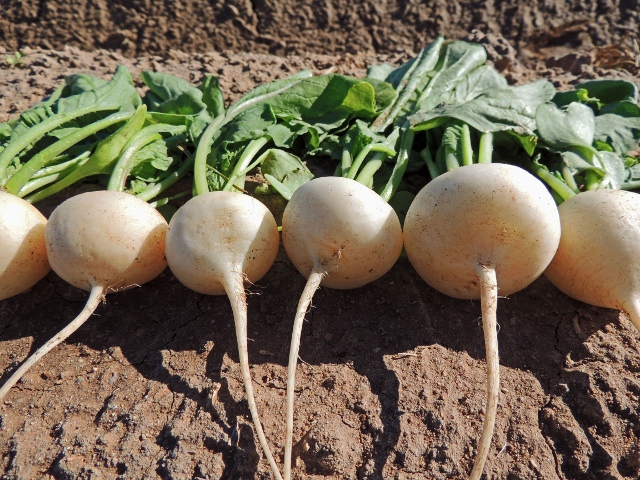 เรดิชเฮลสโตน - Hailstone White Radish