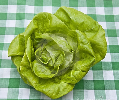 ผักสลัด บิบ - Bibb Lettuce