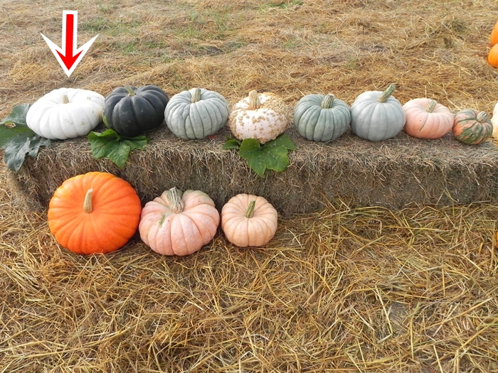 ฟักทองสีขาว บอร์ฟอร์ด - Flat White Boer Ford Pumpkin