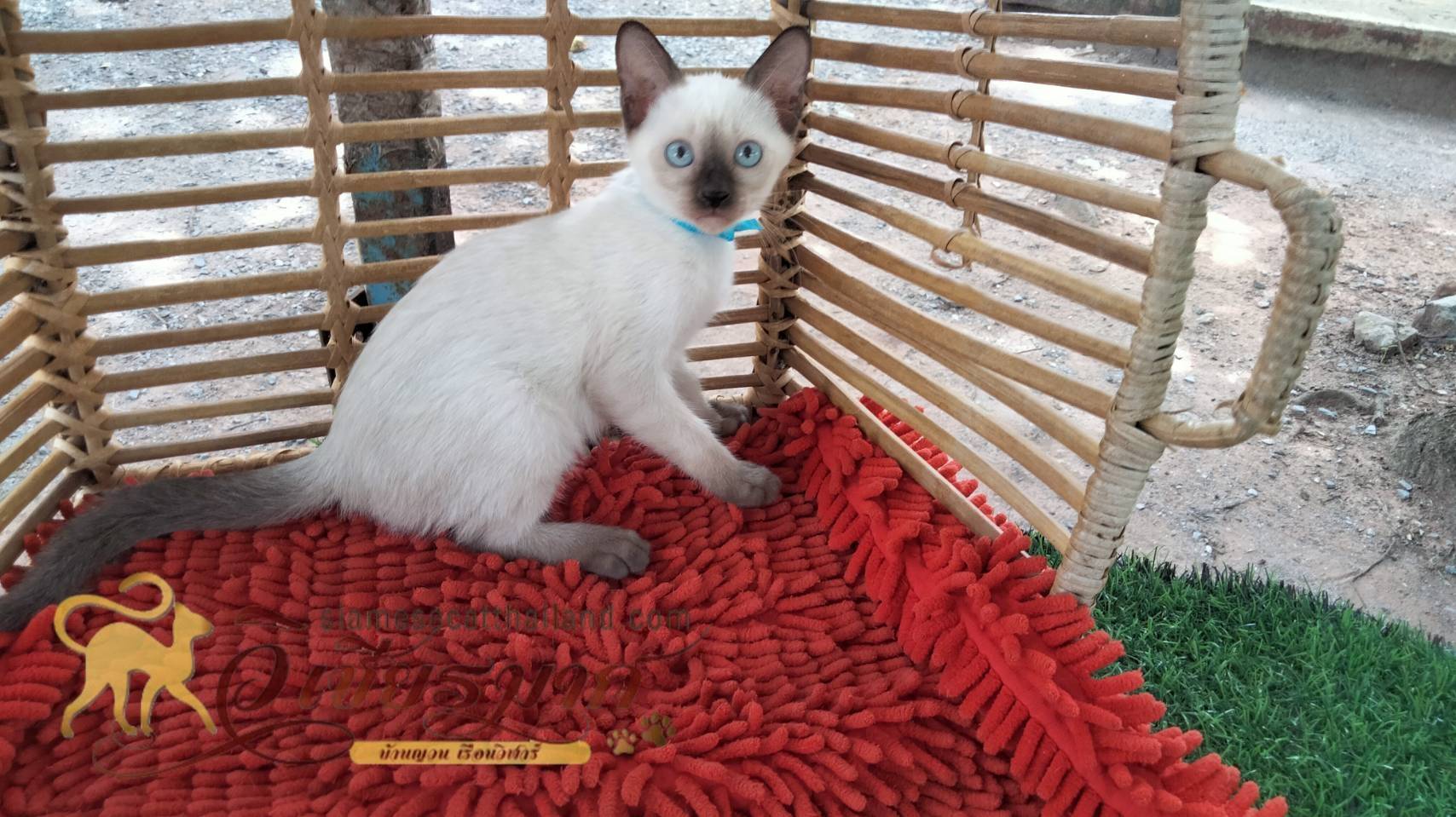 น้องแมวรุ่นใหม่ 6/2566