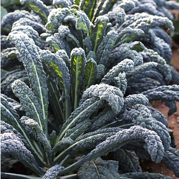 เคล แบล็คเมจิก - Black Magic Kale seed