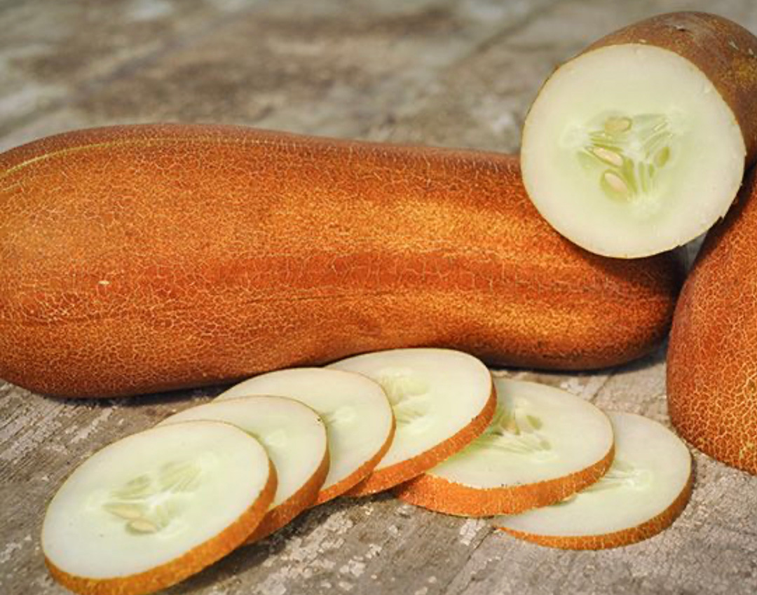 เมล็ดพันธุ์ แตงกวา บราวน์รัสเซีย Brown Russian Cucumber Seed