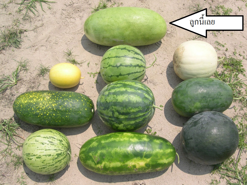 แตงโมชาร์ลิสตอน - Charleston Gray Watermelon