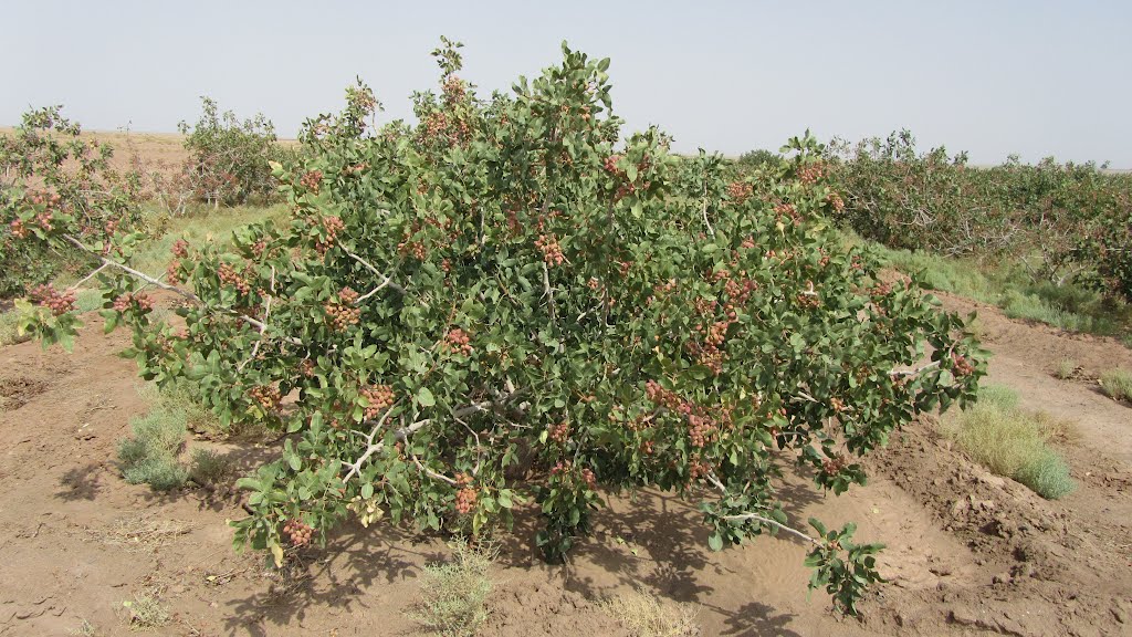 พิสทาชิโอ - Turkey Pistachio