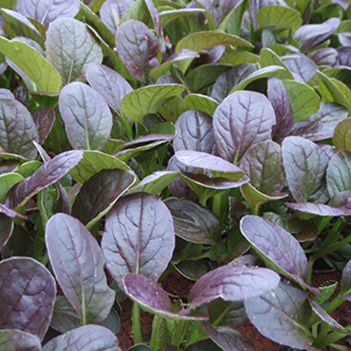 แทตฉ่อยสีม่วง - Red Tatsoi Seed