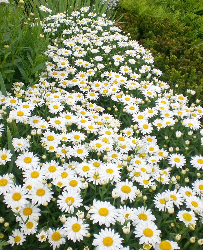 ดอกเดซี่ ซิลเวอร์ปริ้นเซส - Silver Princess Shasta Daisy