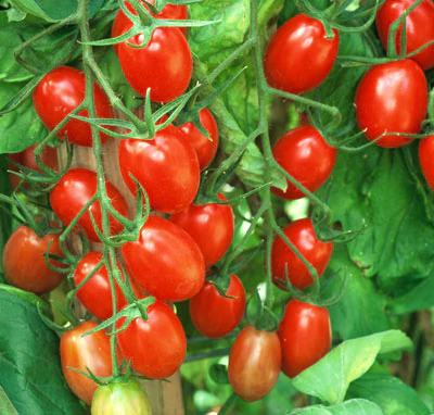 มะเขือเทศเบบี้เกรพ - Baby Grape Tomato