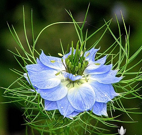 ดอกรักในหมอกสีน้ำเงิน - Blue Love in a mist Flower