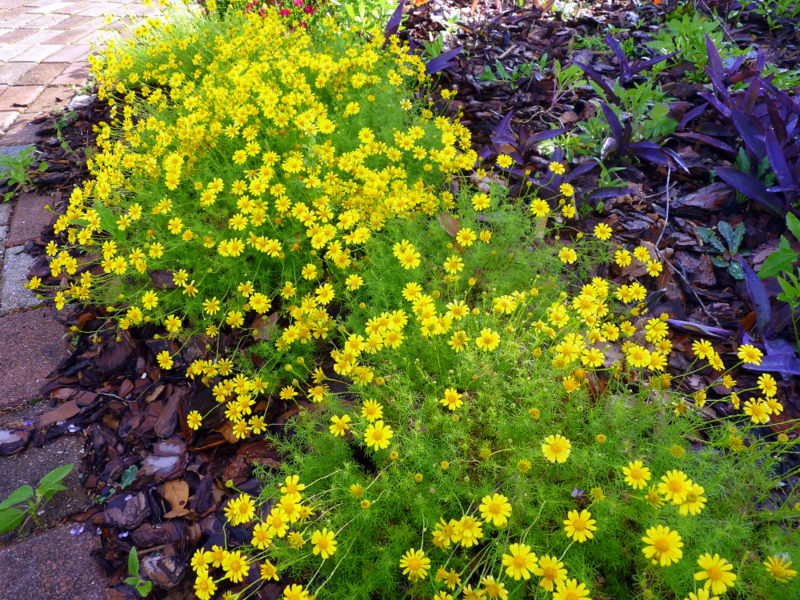ดอกดาลเบิร์กเดซี่ - Dahlberg Daisy Flower