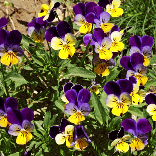 (Whole 1 Oz.) เมล็ดพันธุ์ ดอกไวโอล่า เฮเลนเม้าท์ - Helen Mount Johnny Jump-up Viola Seed