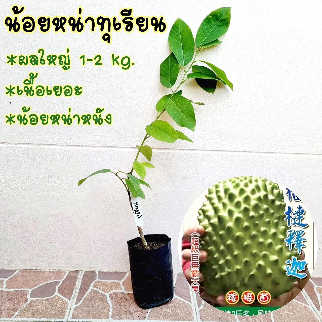 น้อยหน่า ทุเรียน ไต้หวัน ผลใหญ่ 1-2 โล เนื้อหนัง หวานอร่อย ต้นสูง 50 cm.ขึ้นไป