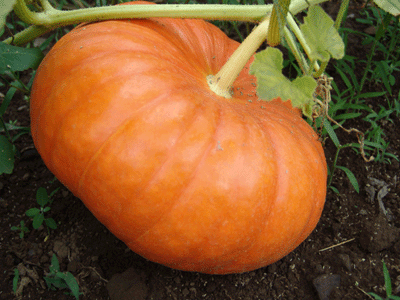 ฟักทองซินเดอเรลร่า - Cinderella Pumpkin