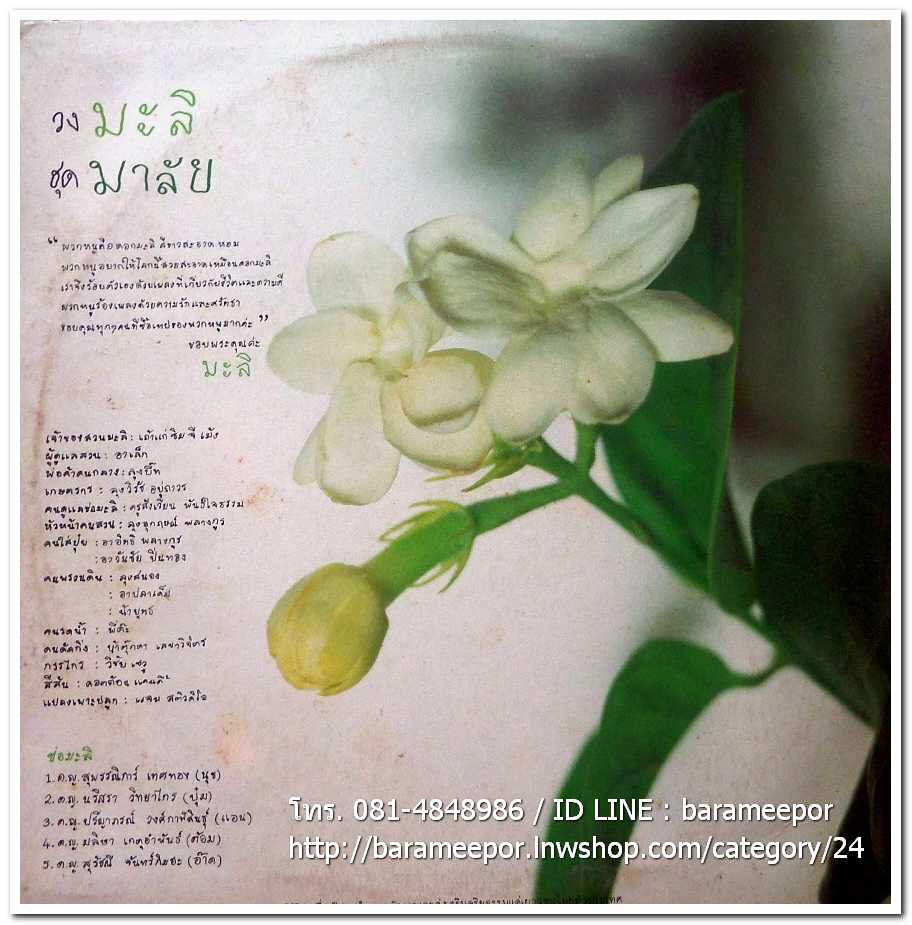 วงมะลิ ชุด มาลัย แผ่นเต็ม