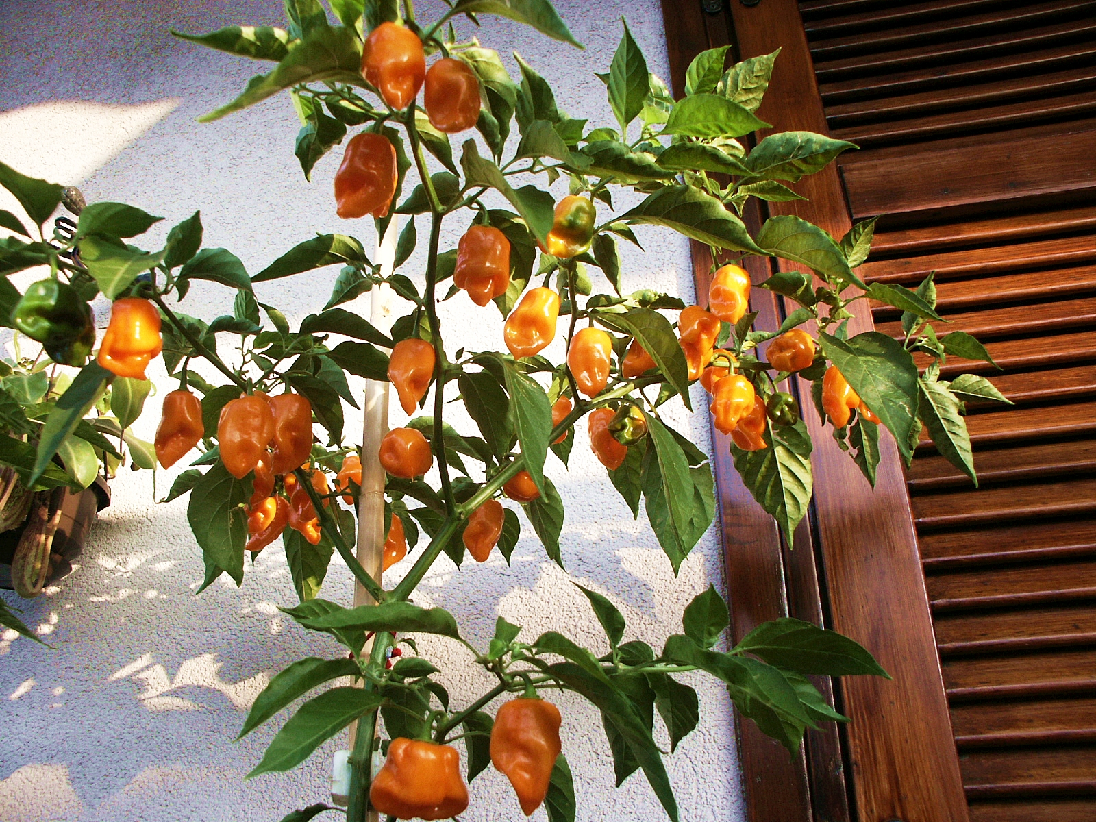 พริกฮาบาเนโร่สีส้ม - Orange Habanero Pepper