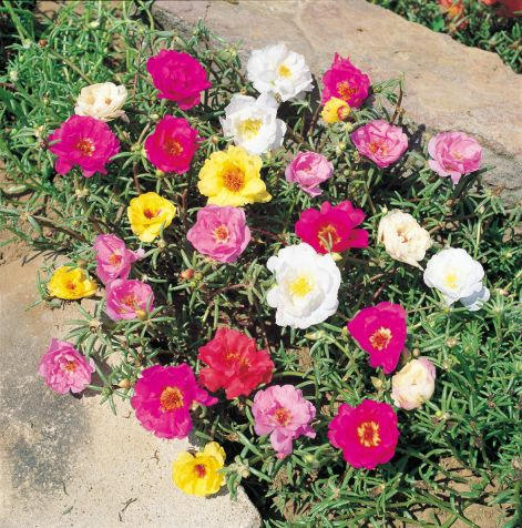 ดอกแพรเซียงไฮ้ ดอกซ้อนคละสี - Portulaca Double Mix