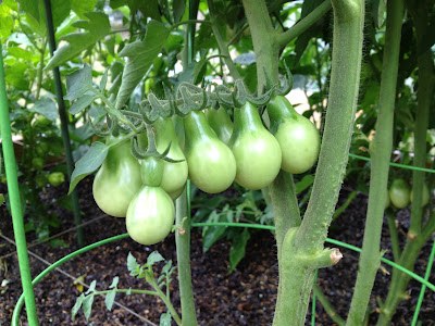มะเขือเทศลูกแพรสีเหลือง - Yellow Pear Tomato