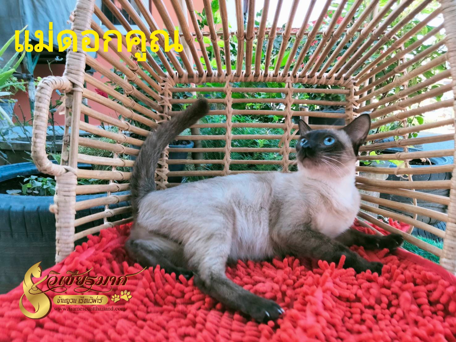 แม่พันธุ์เรือนวิฬาร์