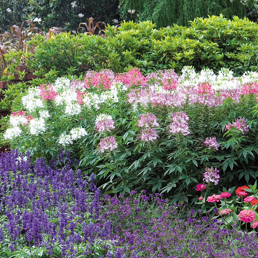 ดอกคลีโอเม่ สไปเดอร์แพลนท์ คละสี - Spider Plants Cleome Flower