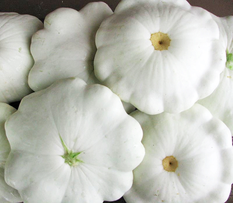 ฟักทองจานบินสีขาว - White Scallop Squash