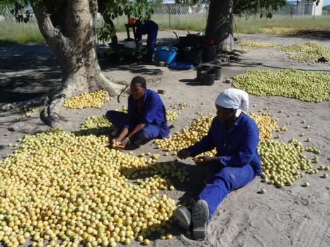 มารูลา (กินแล้วเมา) - MARULA TREE