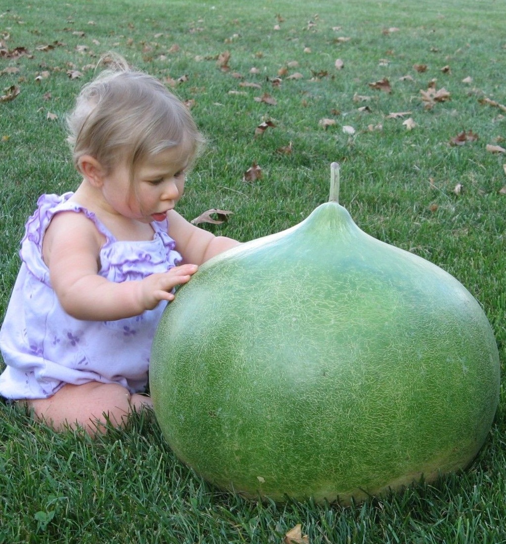 (Whole 1 Oz) น้ำเต้ายักษ์ - Bushel Giant Gourd