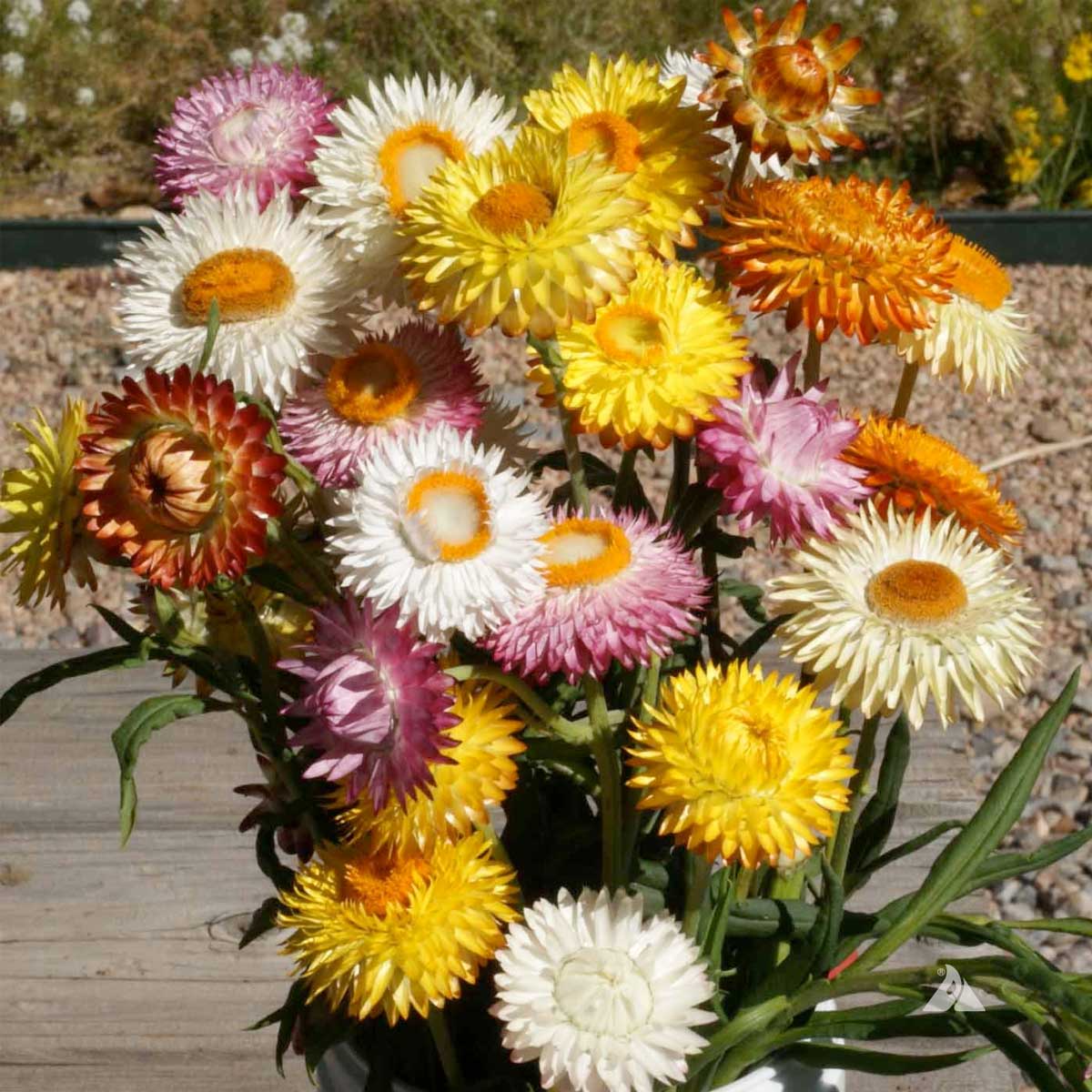 (Whole 1 Oz.) เมล็ดพันธุ์ ดอกกระดาษคละสี - Mixed Strawflowers Seed