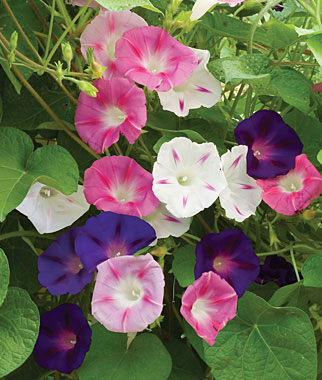 ดอกมอร์นิงกลอรี คละสี - Mixed Morning Glory Flower