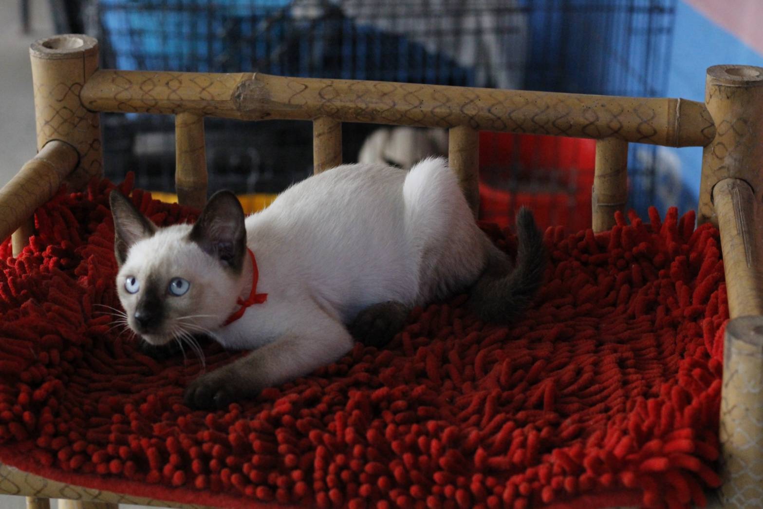 น้องแมวรุ่น 11/2565