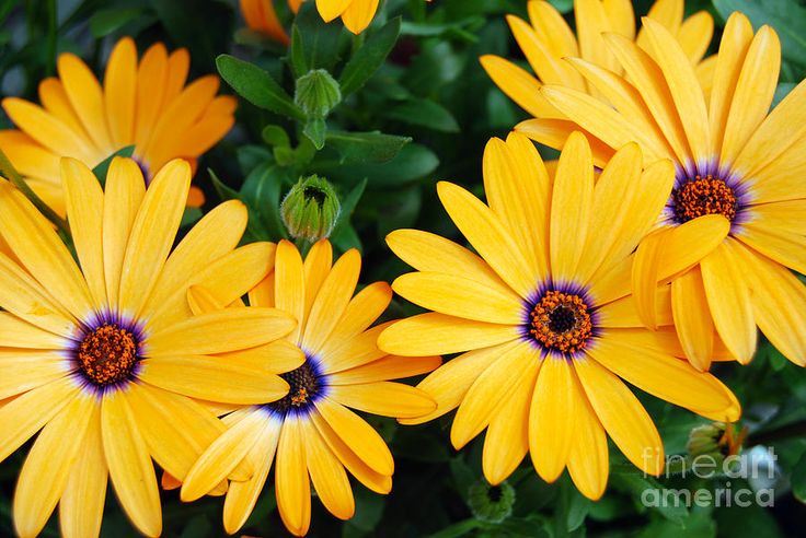 ดอกเดซี่แอฟริกา - African Daisy Flower