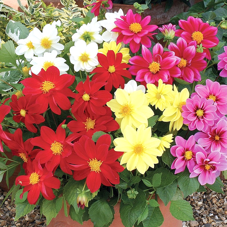 ดอกรักเร่ ฟิกาโร่ คละสี - Mixed Figaro Dahlia