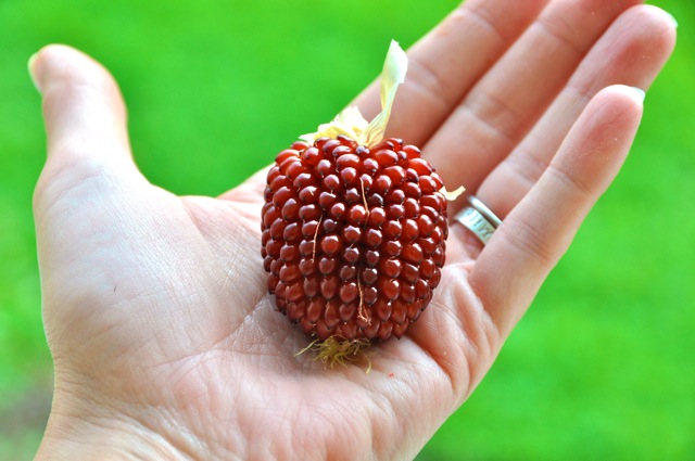 (Whole 1 oz) ข้าวโพดสตรอเบอรี่ - Red Strawberry Corn