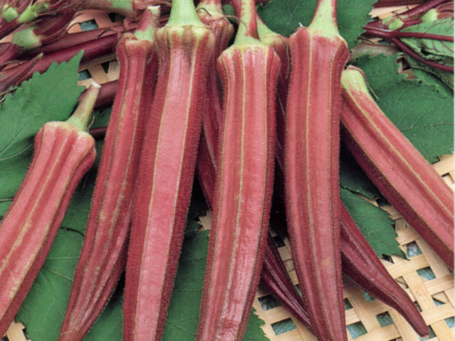 กระเจี๊ยบ เบอร์กันดี - Burgundy Okra