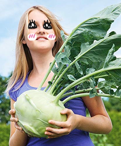 กะหล่ำ ปมยักษ์ - Superschmelz Giant White Kohlrabi