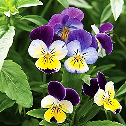(Whole 1 Oz.) เมล็ดพันธุ์ ดอกไวโอล่า เฮเลนเม้าท์ - Helen Mount Johnny Jump-up Viola Seed