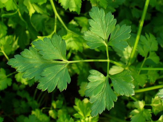 พาสเลย์อิตาเลียน - Flat Leaf Italian Parsley
