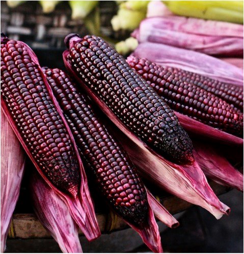 ข้าวโพดสีม่วงจีน เฮ่ยนัว - Heinuo Purple Corn F1